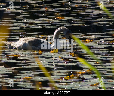 Cigni maschio e femmina NE di Petoskey Mi sulla Hwy M 119 Foto Stock