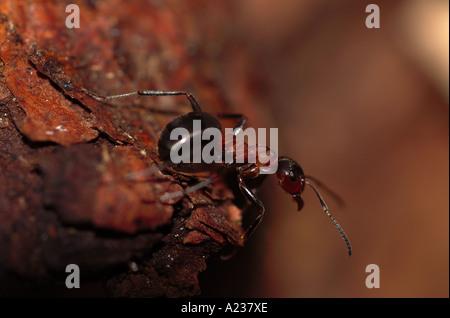 Red Wood Ant (formica rufa). Foto Stock