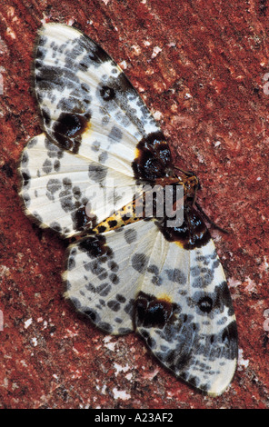 Chiazzato Moth. Kodagu, Karnataka, India. Foto Stock