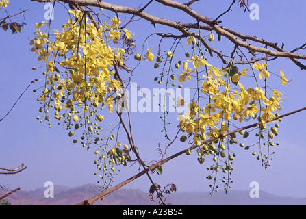 Fiore di Cassia fistola Maggiociondolo indiano Caesalpiniaceae famiglia Foto Stock