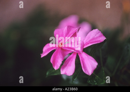 Vinca Rosia Foto Stock