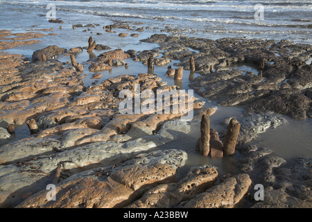 Vecchi posti di legno esposte a bassa marea in argilla di Londra sulla costa del Suffolk vicino a Dunwich, Inghilterra Foto Stock