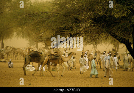 La CARESTIA IN SUDAN 1985 mercato dei cammelli a El Fasher DARFUR 1985 Foto Stock