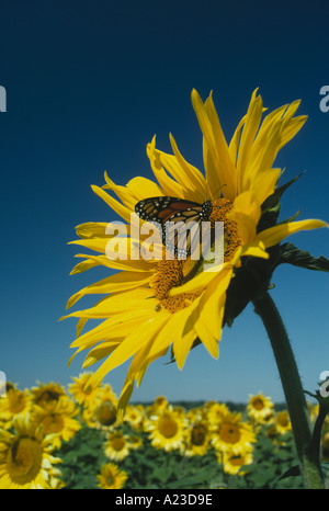 Farfalla monarca, Danaus plexippus, posatoi sulla faccia di un girasole in un campo di girasoli su soleggiate giornate estive, Missouri USA Foto Stock