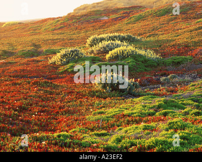 Giardino costiero al tramonto South Beach Point Reyes National Seashore California USA Foto Stock