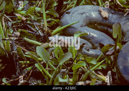 Anaconda Eunectes murinus Foto Stock