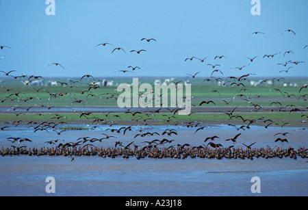 Nero fischio panciuto Anatra Anatra albero Dendrocygna autumnalis Foto Stock