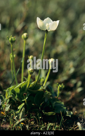 Erba di Parnassus Parnassia palustris Foto Stock