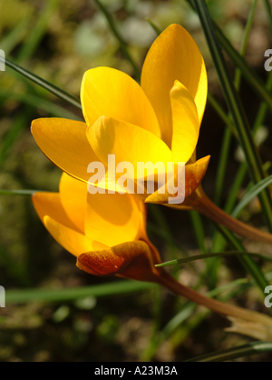 Il croco giallo Zwanenburg bronzo in primavera fioriscono in un giardino di Cheshire England Regno Unito Regno Unito Foto Stock