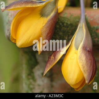 Il croco giallo Zwanenburg bronzo in primavera fioriscono in un giardino di Cheshire England Regno Unito Regno Unito Foto Stock