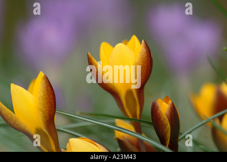 Il croco giallo Zwanenburg bronzo in primavera fioriscono in un giardino di Cheshire England Regno Unito Regno Unito Foto Stock