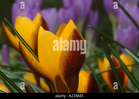 Il croco giallo Zwanenburg bronzo in primavera fioriscono in un giardino di Cheshire England Regno Unito Regno Unito Foto Stock