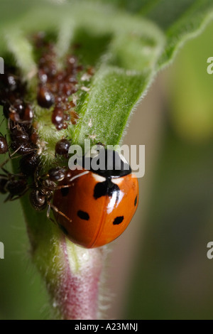Un settimo posto coccinella è attaccato da formiche (nero garden ant, Lasius niger e Coccinella septempunctata) mentre mangia afidi Foto Stock