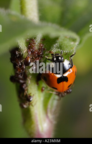 Un settimo posto coccinella è attaccato da formiche (nero garden ant, Lasius niger e Coccinella septempunctata) mentre mangia afidi Foto Stock