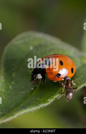 Un settimo posto coccinella è attaccato da formiche (nero garden ant, Lasius niger e Coccinella septempunctata) Foto Stock