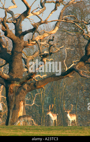 Daini bucks maschio con corna stand contro albero morto rami Shropshire England Regno Unito GB Isole britanniche Foto Stock