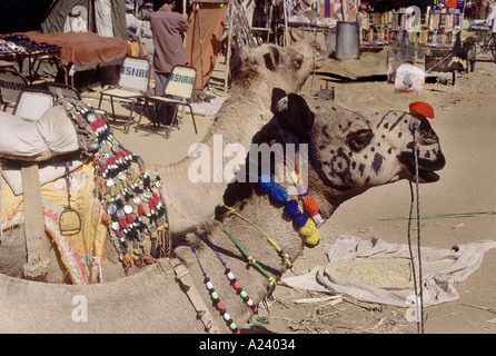 Un cammello decorato, un popolare modalità di trasporto. Piloti portano i turisti per un giro intorno alla fiera di Pushkar su questi cammelli. Ajmer Foto Stock