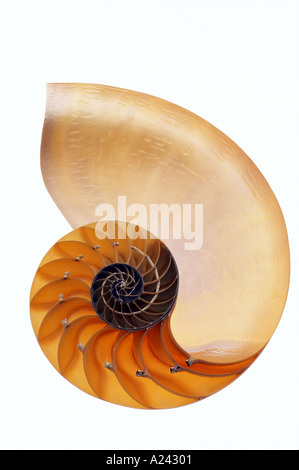 Shell Nautilus still life Foto Stock