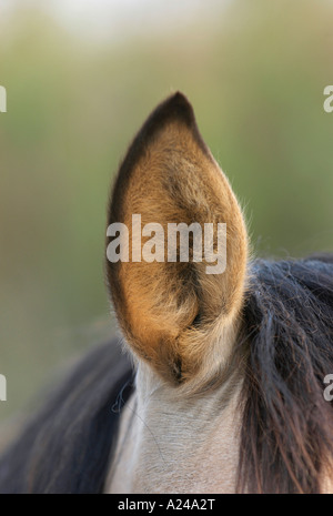 Cavallo Partbreed Mischlingspferd Foto Stock