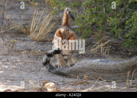 Riproduzione di selvatico africano gattino con coda da madre 2 Foto Stock