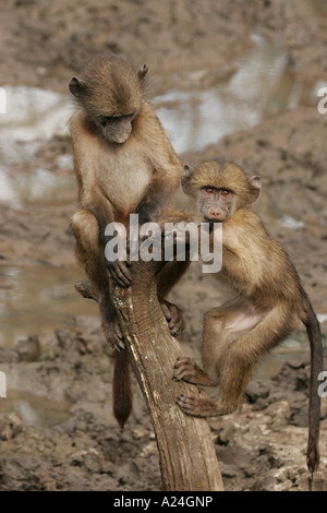 Giovane babbuino bere dal pool di fango Foto Stock