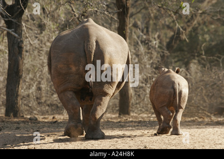 Madre di rhino con vitello Foto Stock