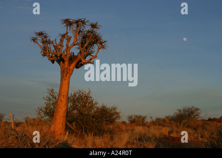 Unico albero faretra aloe dichotoma con luna a sunrise Augrabis Falls National Park in Sud Africa Foto Stock