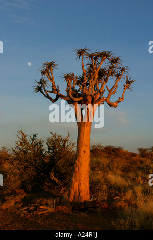 Unico albero faretra aloe dichotoma con luna a sunrise Augrabis Falls National Park in Sud Africa Foto Stock