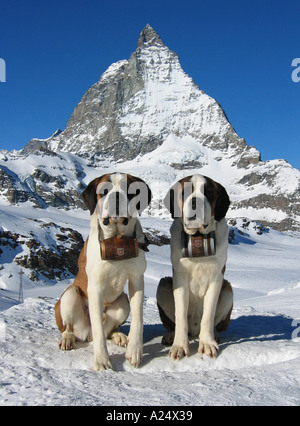 San Bernardo cani nella neve con il Monte Cervino sullo sfondo della Svizzera Foto Stock