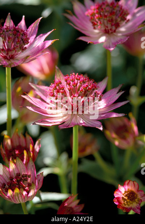 Astrantia nozze di rubino Foto Stock