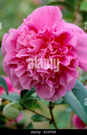 Camellia x williamsii Debbie Foto Stock