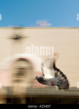 Pigeon battenti superato in velocità Foto Stock