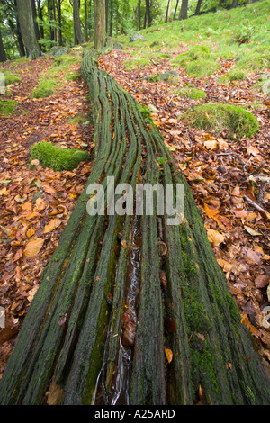 Rotting fallen tree trunk in mixed deciduous woodland late summer Lancashire UK Foto Stock