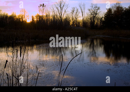 Tramonto su zone umide vicino a Lansing MI USA Foto Stock