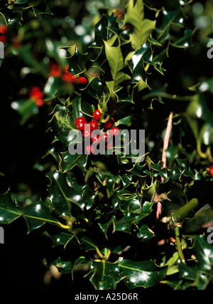 Holly Tree piena di bacche rosse nel paesaggio irlandese, la bellezza della natura, arbusto sempreverde con foglie di fico d'india e bacche rosse crescente Foto Stock