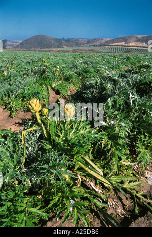 I CARCIOFI che cresce in un campo Foto Stock
