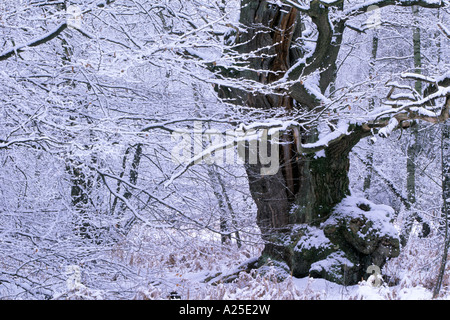 Vecchia Quercia Quercus robur in inverno Foto Stock