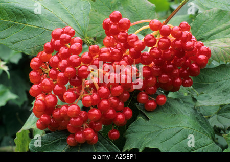 Viburnum opulus Compactum, rosso autunno bacche, pianta di giardino, frutti, orticoltura frutti di bosco viburnums Foto Stock