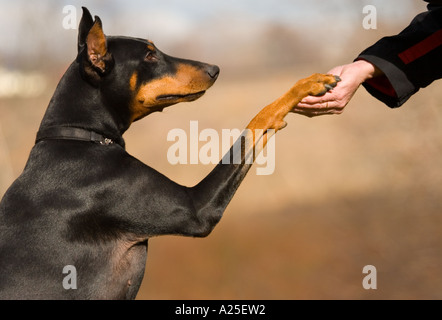 Mans migliore amico cane con zampa in mano umana che mostra il contatto. Foto Stock