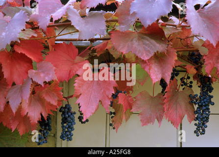 Vitis vinifera Purpurea con uve, il vino rosso di foglie di autunno, arrampicata pianta di giardino, alpinista, parete orticoltura uva Uva Foto Stock