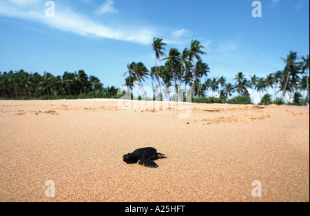 Le tartarughe di mare (famiglia Cheloniidae), baby, nel suo cammino verso il mare, Sri Lanka Foto Stock