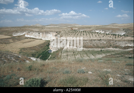 Pistacchio (Pistacia vera), pistacchio agricoltura, Turchia, Sanilurfa Foto Stock