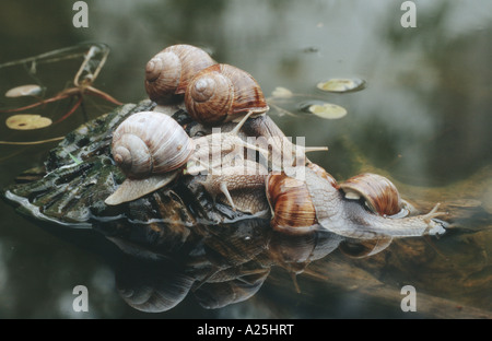 Lumaca romano, escargot, escargot lumaca, commestibili, lumaca lumaca Apple, grapevine lumaca, Vigna lumaca, vine lumaca (Helix pomatia), Foto Stock