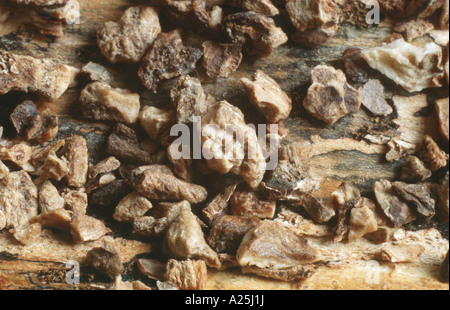 Pianta della benna mordente, artiglio del diavolo (Harpagophytum procumbens), essiccati parti della pianta Foto Stock