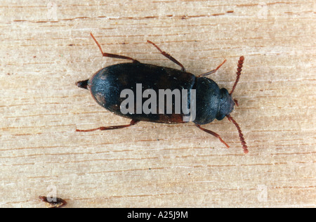 Fungo pelose beetle (Mycetophagus quadripustulatus), imago Foto Stock