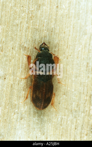 Variegata di fango-amare beetle (Heterocerus parallelus), imago Foto Stock