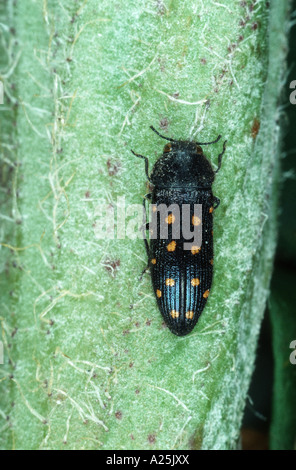 Metallizzate legno noioso beetle (Acmaeodera degener), imago Foto Stock