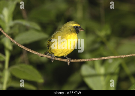 Brimstone canary, bully (Canarie Serinus sulfuratus), seduto su un ramoscello, Kenya Foto Stock
