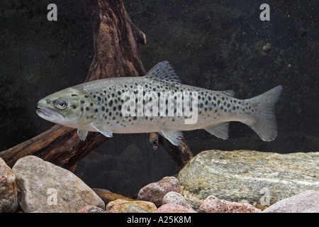 Il lago di trote (Salmo trutta lacustris) Foto Stock