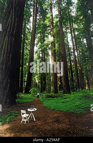 Imprenditore nel Parco Nazionale di Redwood con notebook e cellulare sul tavolo Foto Stock